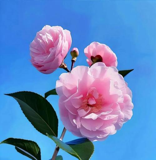 积极乐天用什么花语表达？哪种花代表积极乐天？