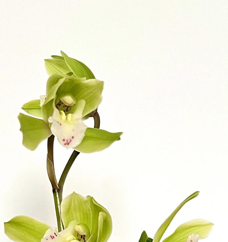 积极乐天用什么花语表达？哪种花代表积极乐天？