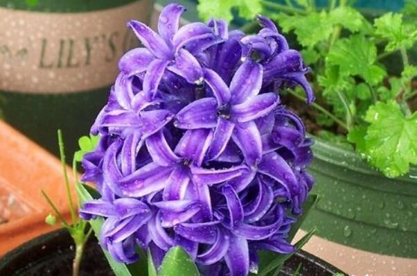 哪种花和花语适合用来道歉？