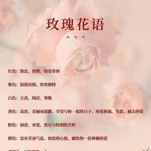哪种花和花语适合用来道歉？