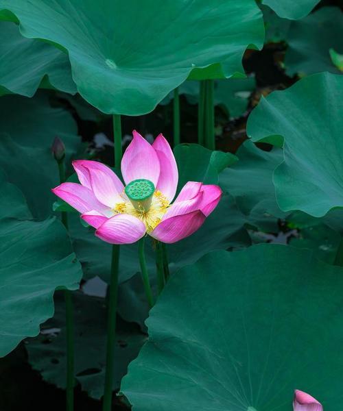 荷花有哪些类型的花语和寓意？它们分别代表什么？