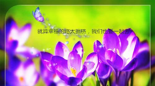 黄梅紫色花语代表什么意义？