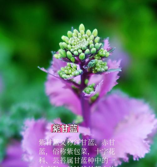 黄梅紫色花语代表什么意义？