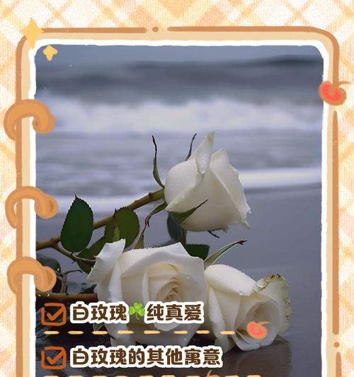 点燃玫瑰花的寓意是什么？送给女生有何特别含义？
