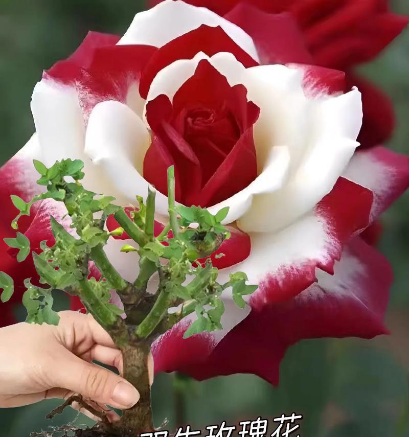 点燃玫瑰花的寓意是什么？送给女生有何特别含义？