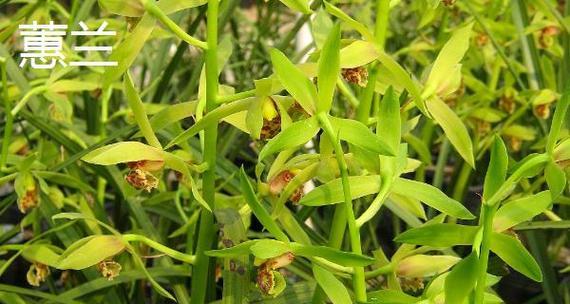 兰花的花语是什么梗？兰花的寓意有哪些？