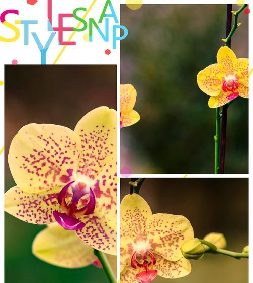 兰花的花语是什么梗？兰花的寓意有哪些？