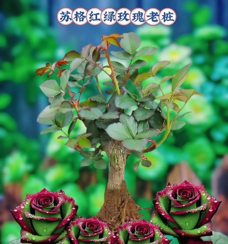 绿色玫瑰代表了哪些情感？