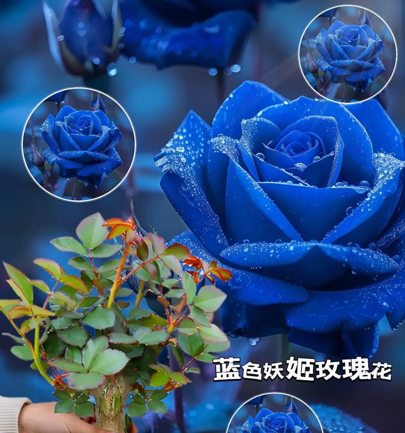 蓝色花送给男朋友有什么特别的含义？