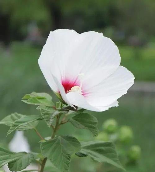 哪种花的花语象征着臣服？