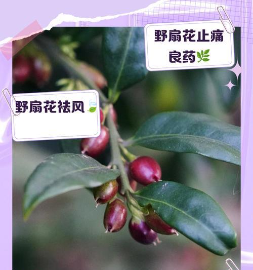 野扇花的花语有何特别含义？