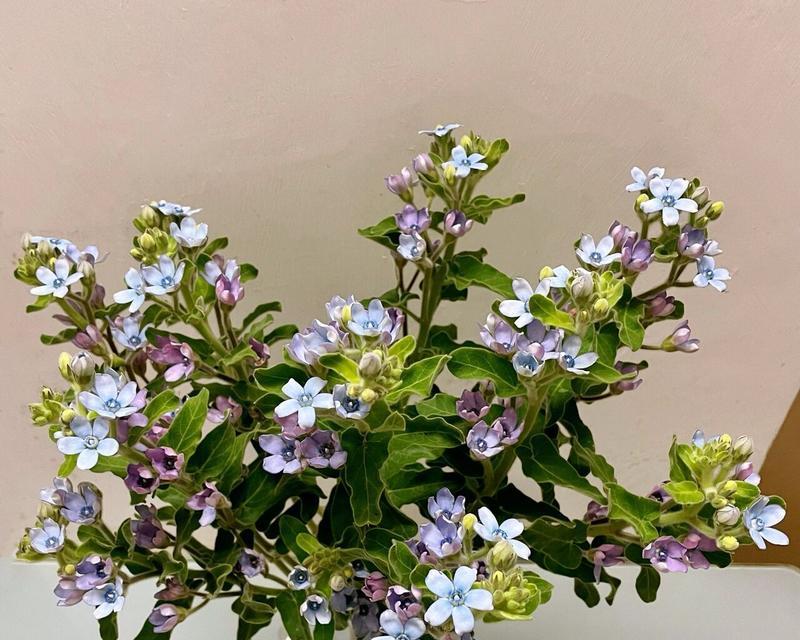 蓝星花搭配玫瑰花的花语是什么？