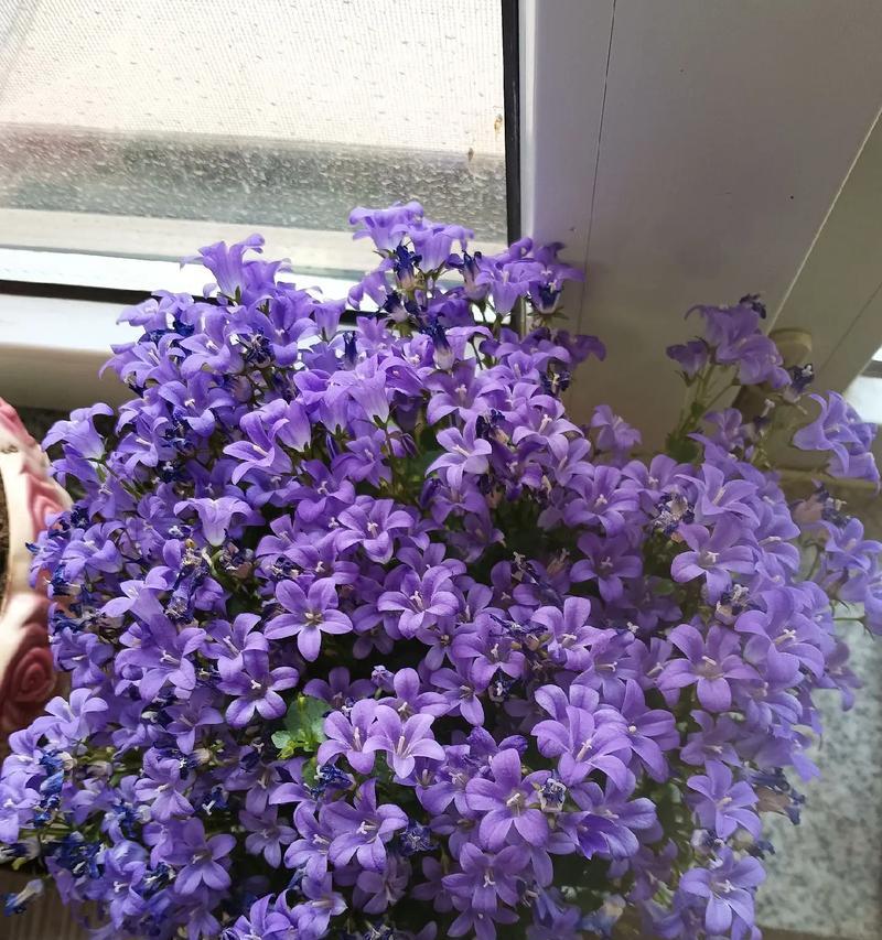 粉碗花的花语有哪些含义？