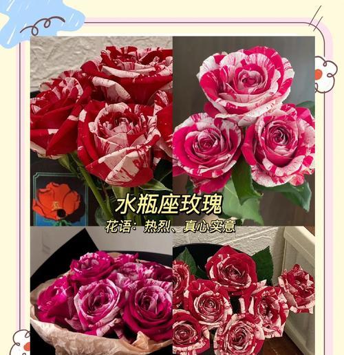 星座玫瑰花代表什么？星座与玫瑰花语有何联系？