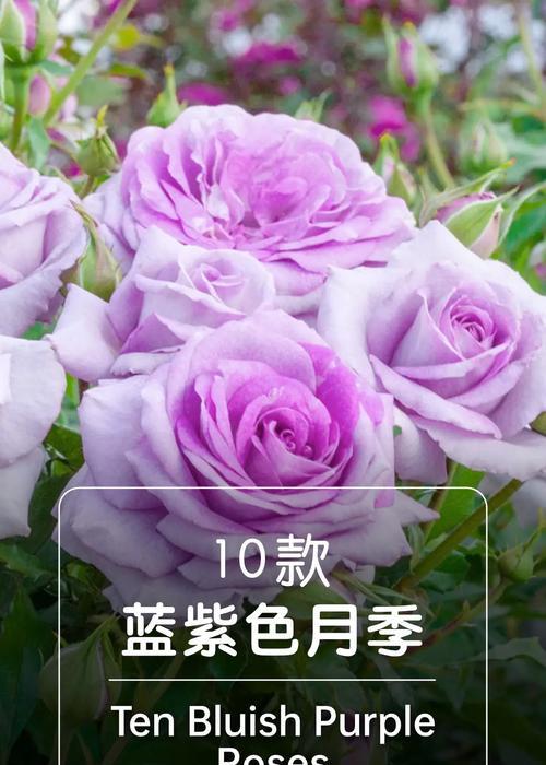 九尾蓝月下月季的花语代表什么含义？