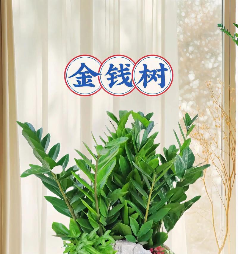 金钱主题的花语和寓意有哪些？