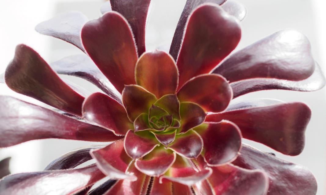 金钱主题的花语和寓意有哪些？