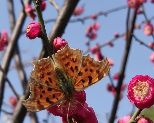 予香的花语有何含义？予香象征什么？