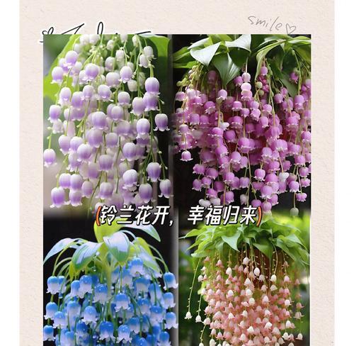 铃兰花束的花语和寓意是什么？