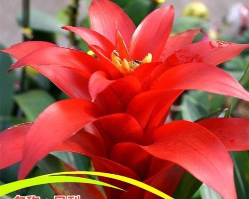 红色金丝菊的花语有哪些？它代表了什么？