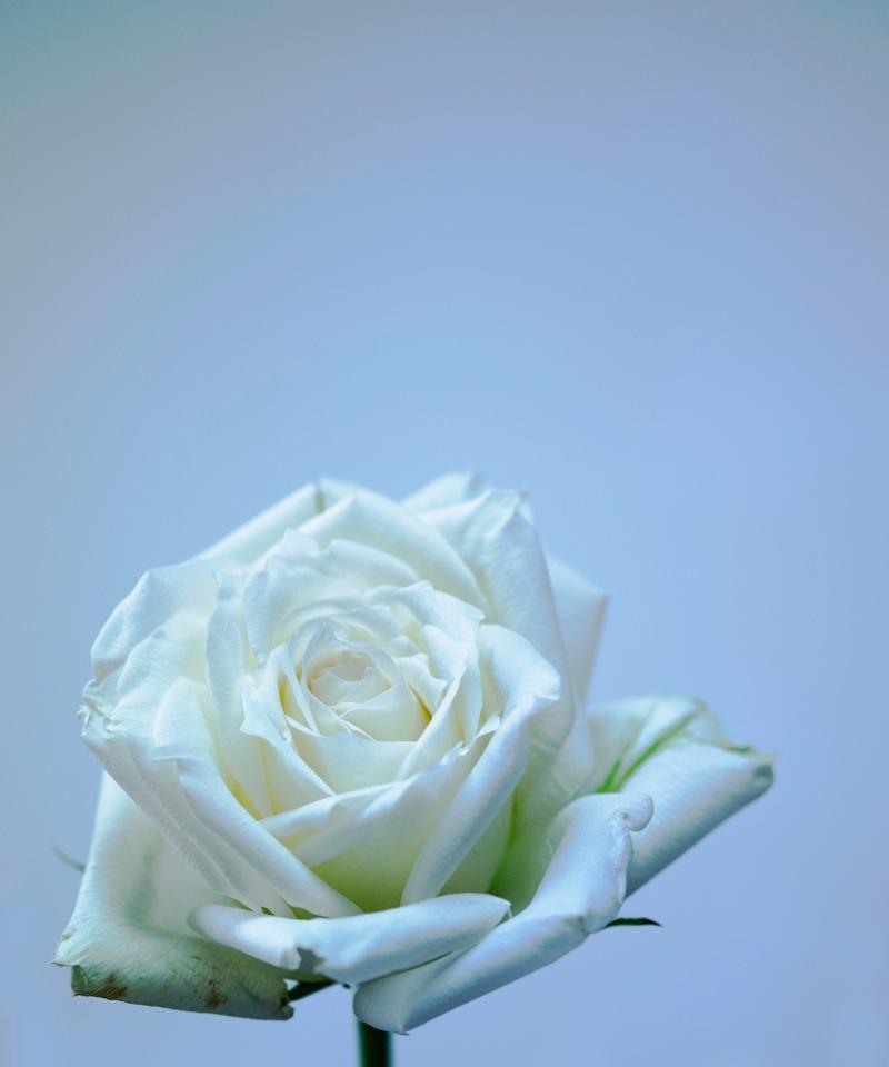 白玫瑰单独一朵的花语是什么？