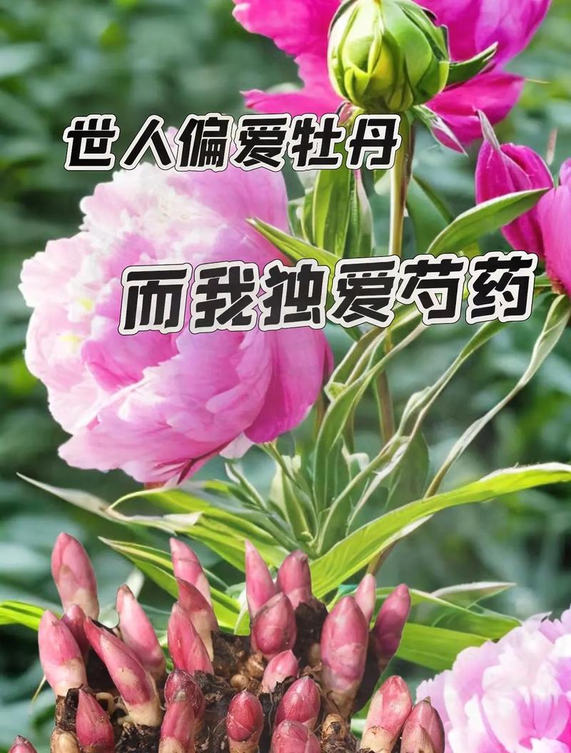 芍药花语代表哪个生肖？