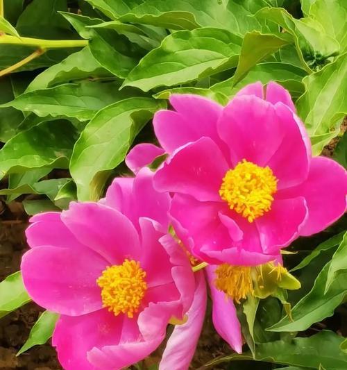 芍药花语代表哪个生肖？