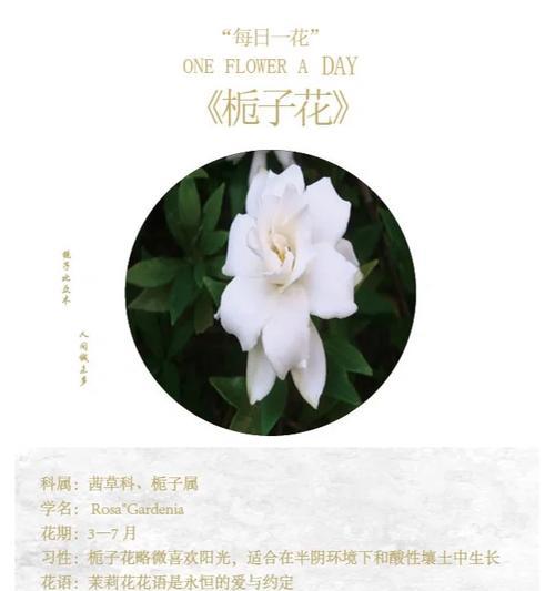 栀子桂花的寓意是什么？花语有何特别之处？