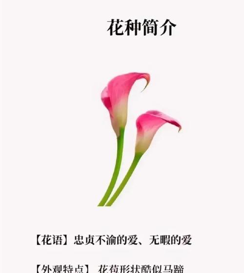 坚强奋进的花语有何寓意？如何用花语表达坚强奋进？