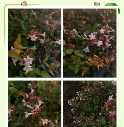 六道木盆栽花语代表什么？如何养护六道木盆栽？