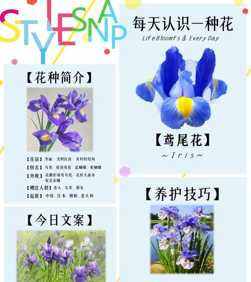 妖艳的妖姬花语是什么意思？它在文化中代表了什么？