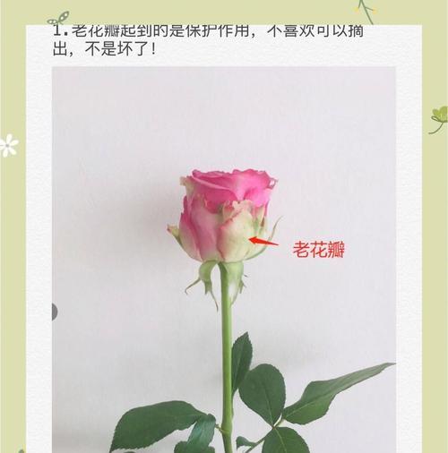 玫瑰花回芽后应该怎么办？