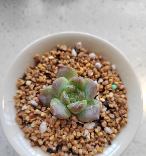 玫瑰花转盆子的正确步骤是什么？