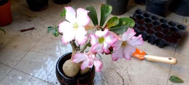 玫瑰花转盆子的正确步骤是什么？