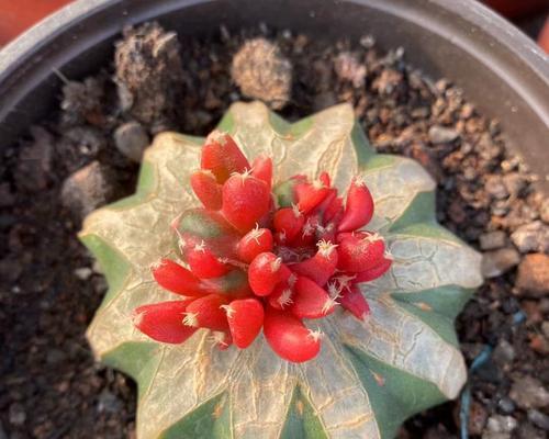 粉花牡丹仙人球的养殖技巧是什么？
