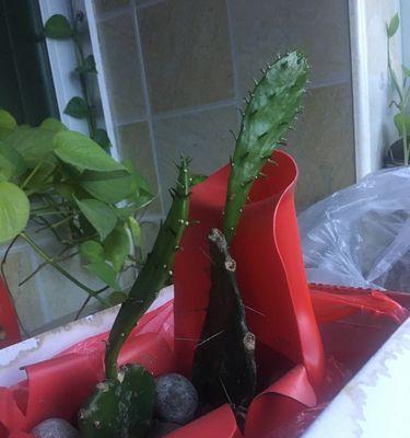 用袋子种植仙人掌的正确步骤？