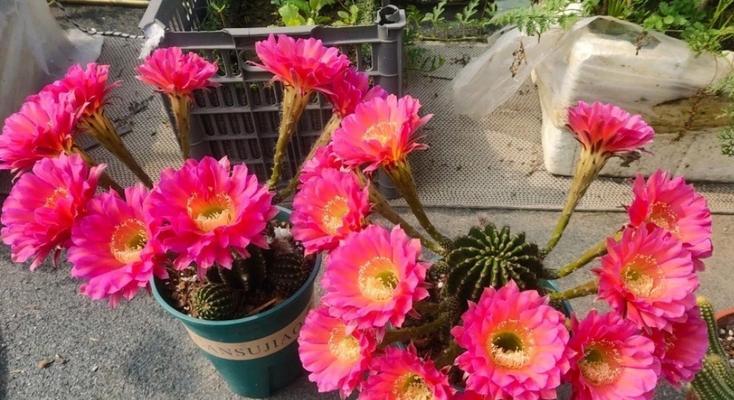 开花结果仙人球品种是什么？