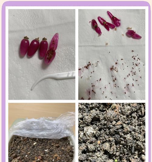 仙人球浇水的正确时机是什么时候？
