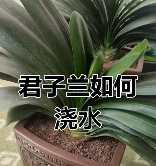 君子兰换花盆后需要浇水吗？如何正确浇水？