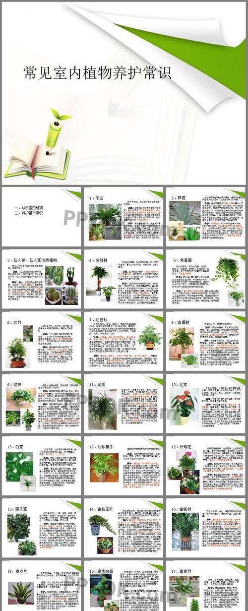 无刺仙人掌幼苗的养护要点是什么？