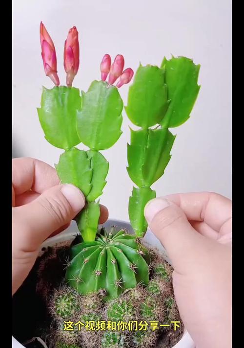 仙人球扦插繁殖的方法有哪些？