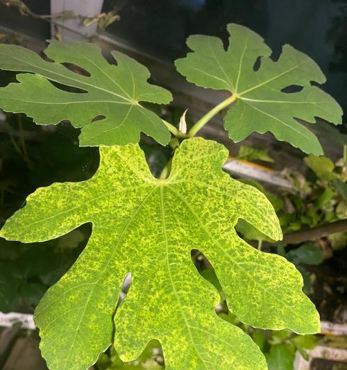 仙人掌黄了怎么补救还有斑点？可能的原因和解决方法是什么？