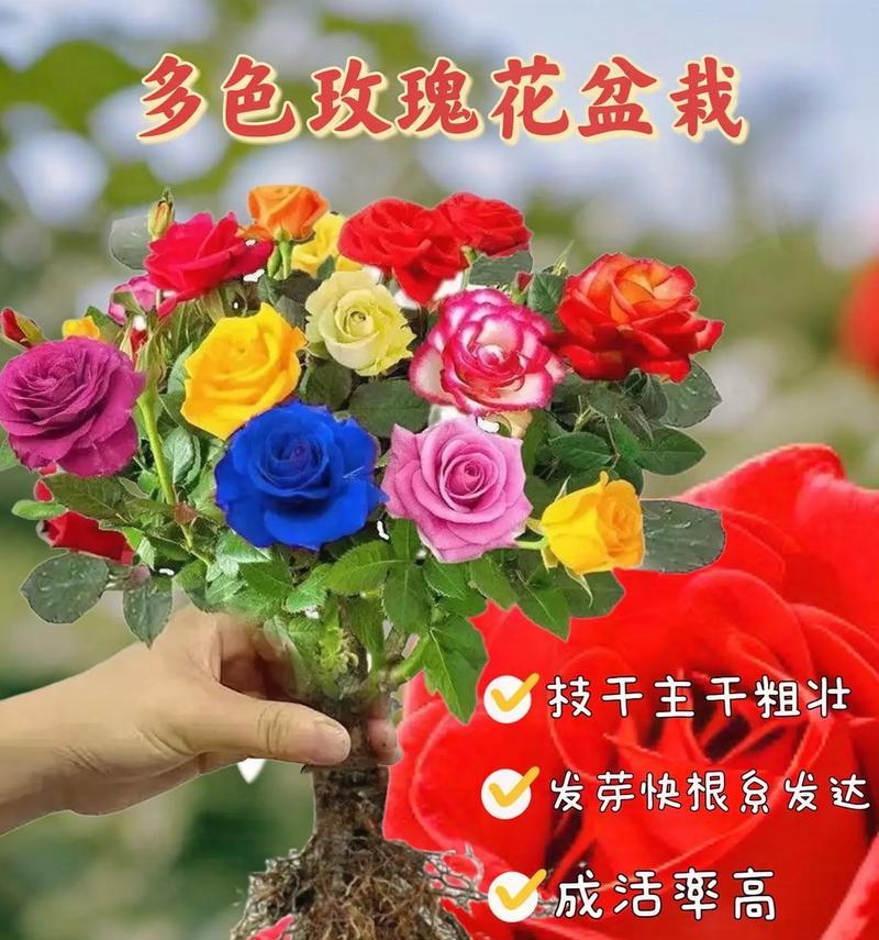 盆栽情人玫瑰花的养护要点是什么？