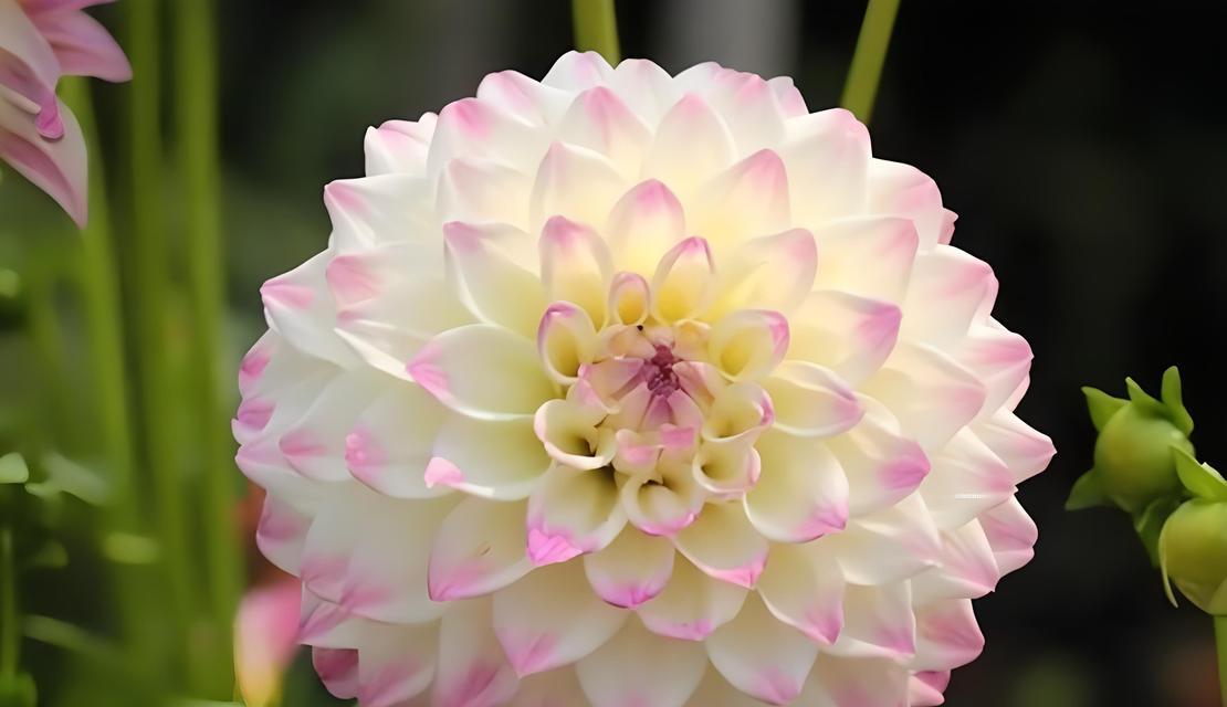 盆栽情人玫瑰花的养护要点是什么？