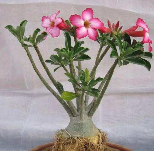 冬天室内养玫瑰花适宜的温度是多少？如何保持适宜温度？