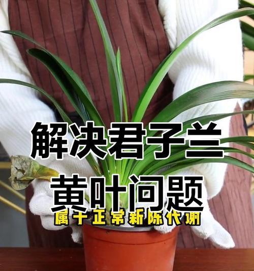 君子兰沼泽叶片发黄怎么办？如何防止君子兰叶片发黄？