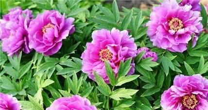 牡丹花的正确养护和施肥技巧是什么？