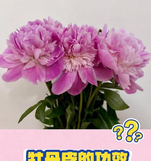 牡丹花冬天要防冻吗？如何确保其安全过冬？