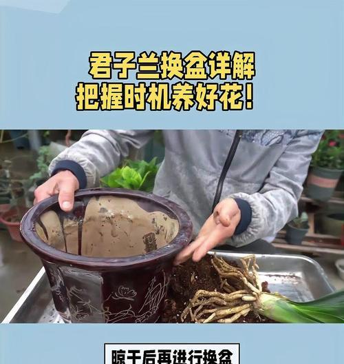 君子兰换盆后浇水的正确方法是什么？多久浇一次？