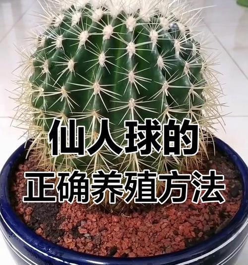 仙人球需要浇水的时机是什么？